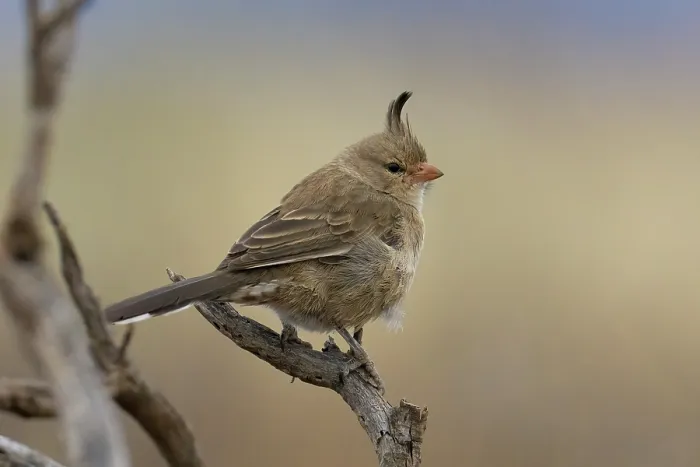 Framed Print : Chirruping wedgebill (Psophodes cristatus) perched on branch in Saltbush shrubland, Manna Hill, South Australia Framed Print : Chirruping wedgebill (Psophodes cristatus) perched on branch in Saltbush shrubland, Manna Hill, South Australia