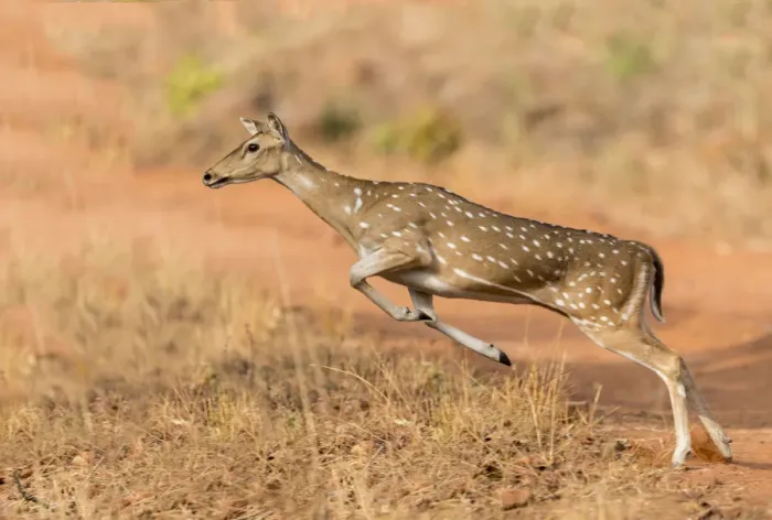 Framed Print : Chital (Axis axis) female leaping. Tadoba Andhari Tiger Reserve  /  Tadoba National Park