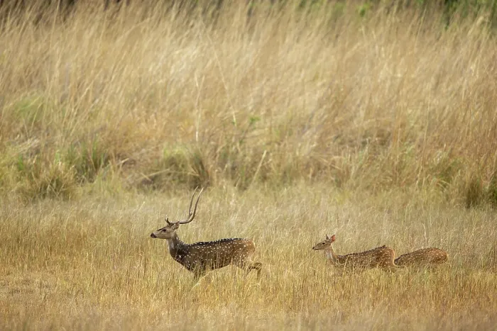 Framed Print : Chital (Axis axis) male, walking through long grass with two females following, Bandhavgaeh Tiger Reserve, Madhya Pradesh, India Framed Print : Chital (Axis axis) male, walking through long grass with two females following, Bandhavgaeh Tiger Reserve, Madhya Pradesh, India