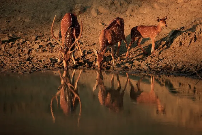 Framed Print : Chital (Axis axis) pair with fawn, drinking at waterhole, Nagarhole National Park, Karnataka, India Framed Print : Chital (Axis axis) pair with fawn, drinking at waterhole, Nagarhole National Park, Karnataka, India