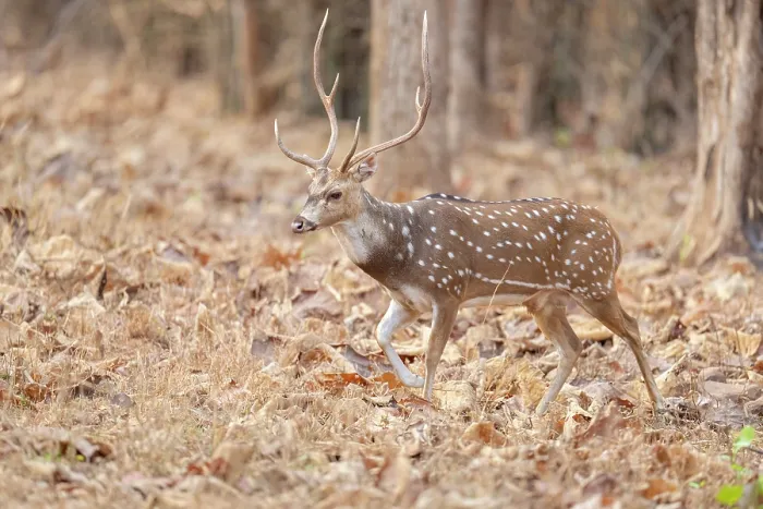 Framed Print : Chital / Spotted deer (Axis axis) walking through forest, Tadoba Andhari Tiger Reserve, Chandrapur district, Maharashtra, India Framed Print : Chital / Spotted deer (Axis axis) walking through forest, Tadoba Andhari Tiger Reserve, Chandrapur district, Maharashtra, India