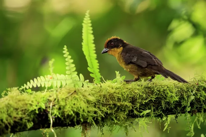 Framed Print : Choco brushfinch (Atlapetes crassus) perched on lichen-covered branch, Colombia Framed Print : Choco brushfinch (Atlapetes crassus) perched on lichen-covered branch, Colombia