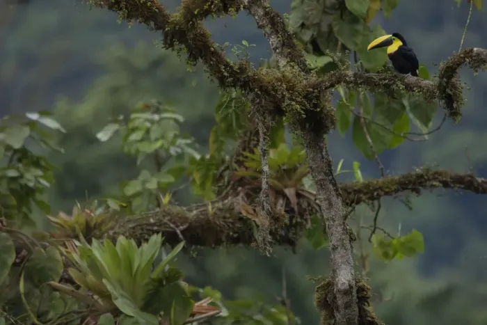 Framed Print : Choco Toucan (Ramphastos brevis) on a tree with epiphytes, Mashpi, Pichincha, Ecuador