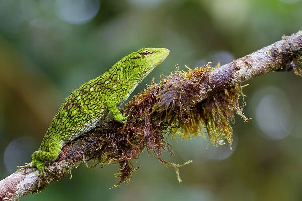 Chocoan green anole (Anolis parvauritus) on twig, Canande, Esmeraldas, Ecuador