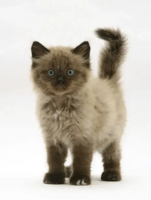 Framed Print : Chocolate Birman-cross kitten, against white background
