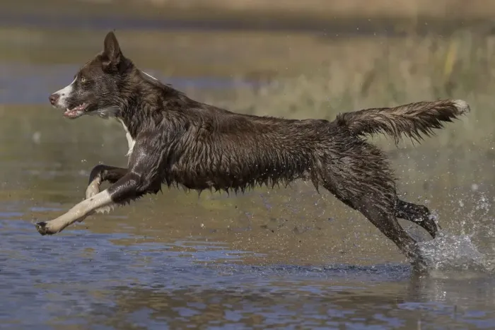 Framed Print : Chocolate border collie (Canis familiaris) playing in water, Maryland, USA. October Framed Print : Chocolate border collie (Canis familiaris) playing in water, Maryland, USA. October