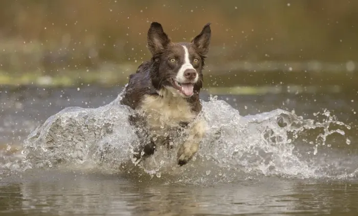 Framed Print : Chocolate border collie dog playing in water, Maryland, USA Framed Print : Chocolate border collie dog playing in water, Maryland, USA