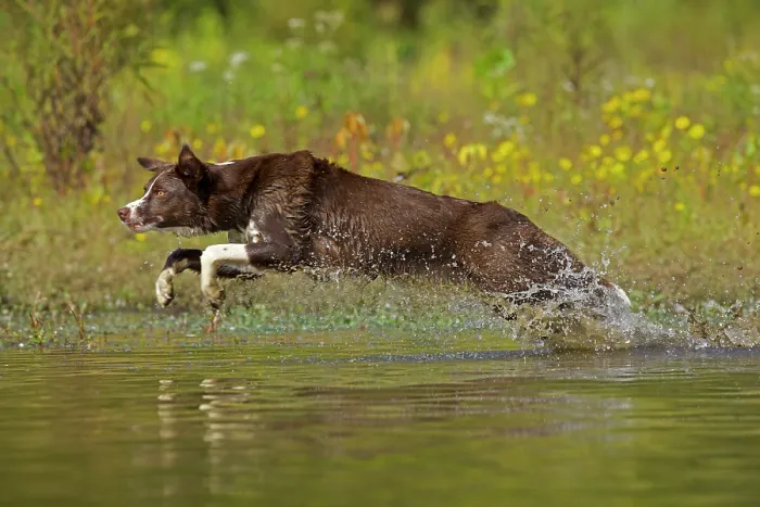 Framed Print : Chocolate border collie leaping through water, Maryland, USA. September Framed Print : Chocolate border collie leaping through water, Maryland, USA. September