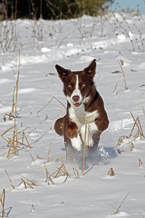 Framed Print : Chocolate border collie running in snow, Maryland, USA. January Framed Print : Chocolate border collie running in snow, Maryland, USA. January