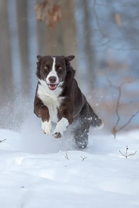 Framed Print : Chocolate border collie running through snow, Maryland, USA. January Framed Print : Chocolate border collie running through snow, Maryland, USA. January