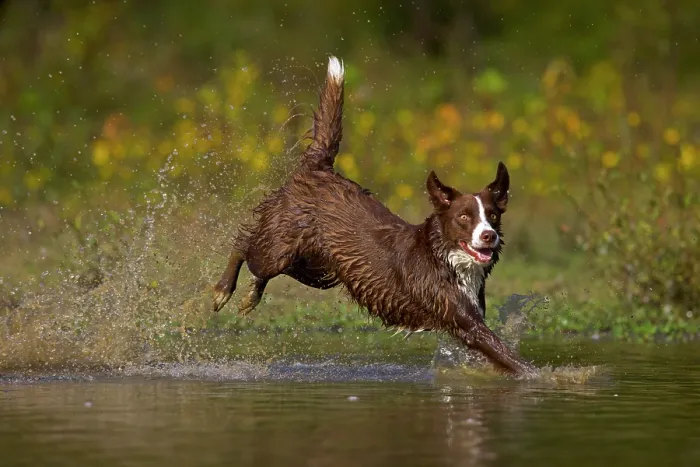 Framed Print : Chocolate border collie running through water, Maryland, USA. October Framed Print : Chocolate border collie running through water, Maryland, USA. October