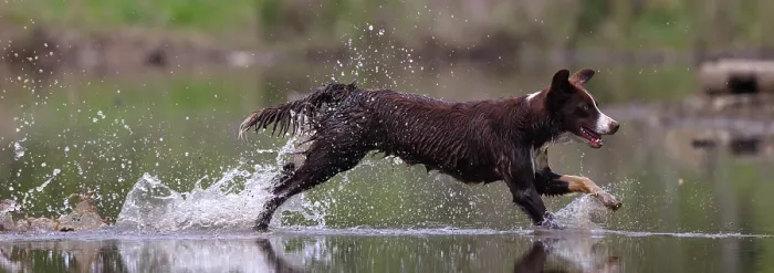 Framed Print : Chocolate border collie running through water, Maryland, USA. March Framed Print : Chocolate border collie running through water, Maryland, USA. March