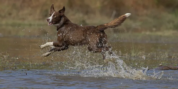 Framed Print : Chocolate border collie running through water, Maryland, USA. October Framed Print : Chocolate border collie running through water, Maryland, USA. October