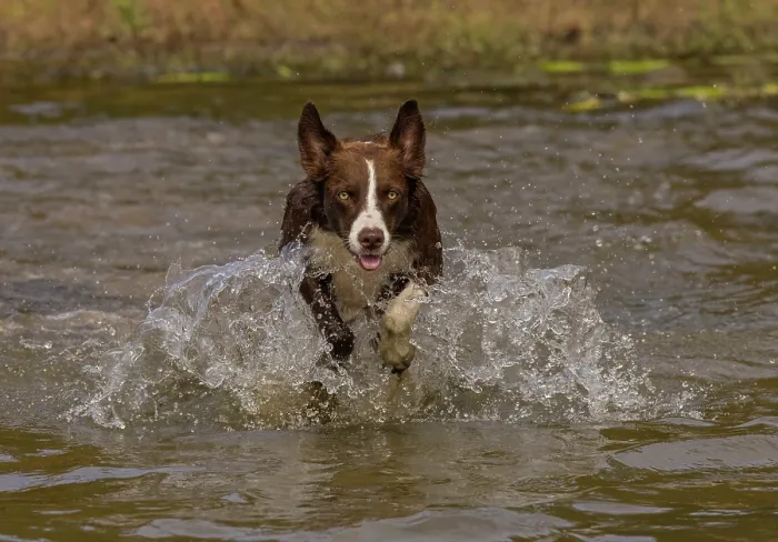 Framed Print : Chocolate border collie running through water, Maryland, USA. October Framed Print : Chocolate border collie running through water, Maryland, USA. October