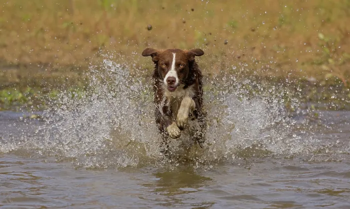 Framed Print : Chocolate border collie running through water, Maryland, USA. October Framed Print : Chocolate border collie running through water, Maryland, USA. October