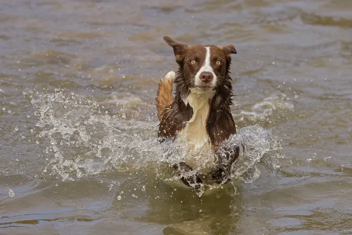 Framed Print : Chocolate border collie running through water, Maryland, USA. October Framed Print : Chocolate border collie running through water, Maryland, USA. October