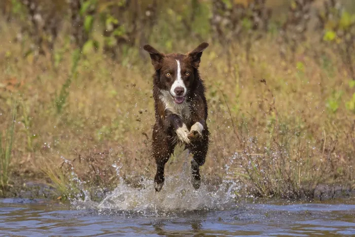 Framed Print : Chocolate border collie running through water, Maryland, USA. October Framed Print : Chocolate border collie running through water, Maryland, USA. October