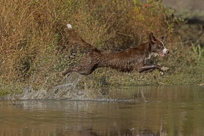 Framed Print : Chocolate border collie running through water, Maryland, USA. October Framed Print : Chocolate border collie running through water, Maryland, USA. October