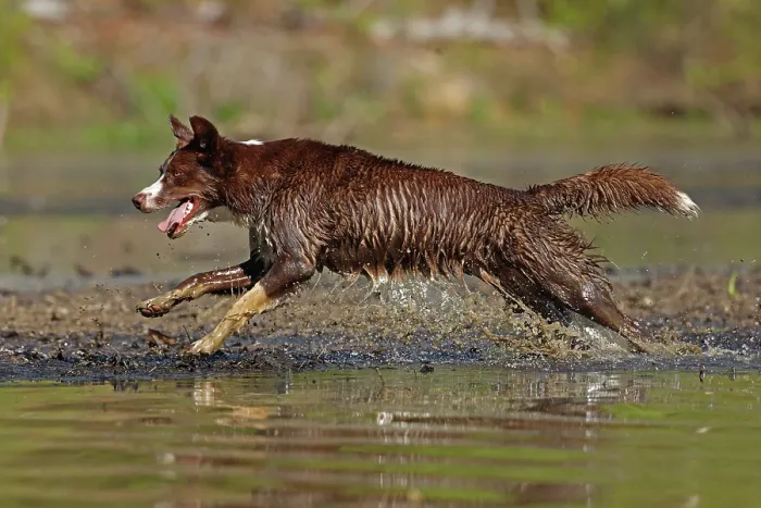 Framed Print : Chocolate border collie running through water, Maryland, USA. May Framed Print : Chocolate border collie running through water, Maryland, USA. May