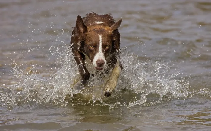Framed Print : Chocolate border collie running through water, Maryland, USA. October Framed Print : Chocolate border collie running through water, Maryland, USA. October