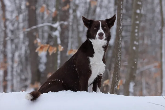 Framed Print : Chocolate border collie sitting in snow, Maryland, USA. January Framed Print : Chocolate border collie sitting in snow, Maryland, USA. January