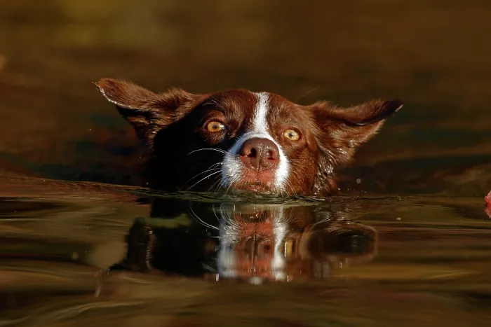 Framed Print : Chocolate border collie swimming, Maryland, USA. October Framed Print : Chocolate border collie swimming, Maryland, USA. October