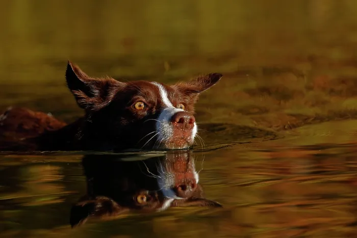 Framed Print : Chocolate border collie swimming, Maryland, USA. October Framed Print : Chocolate border collie swimming, Maryland, USA. October