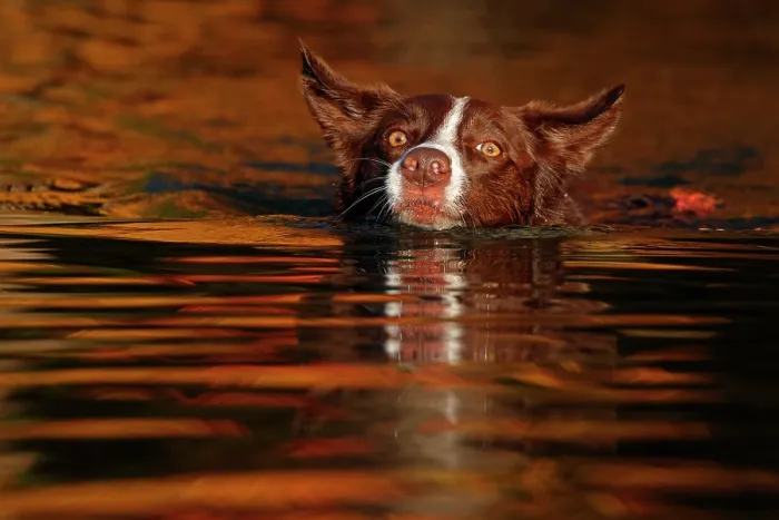 Framed Print : Chocolate border collie swimming, Maryland, USA. October Framed Print : Chocolate border collie swimming, Maryland, USA. October