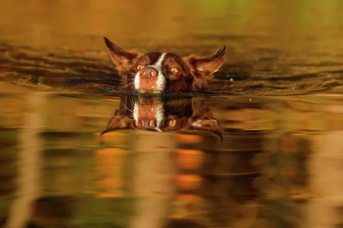Framed Print : Chocolate border collie swimming in evening light, Maryland, USA. October Framed Print : Chocolate border collie swimming in evening light, Maryland, USA. October