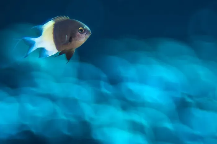 Framed Print : Chocolate-dip chromis (Chromis dimidiata) male over out of focus hard coral (Porites nodifera) Framed Print : Chocolate-dip chromis (Chromis dimidiata) male over out of focus hard coral (Porites nodifera)