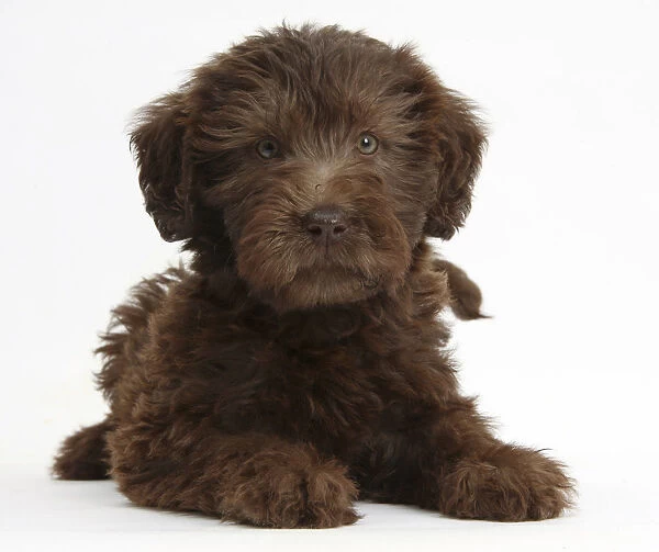 Chocolate Labradoodle puppy, 9 weeks, lying with head up, against white background