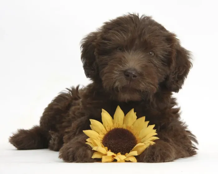 Framed Print : Chocolate Labradoodle puppy, 9 weeks, with sunflower, against white background Framed Print : Chocolate Labradoodle puppy, 9 weeks, with sunflower, against white background