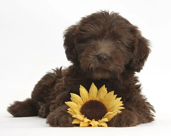 Chocolate Labradoodle puppy, 9 weeks, with sunflower, against white background