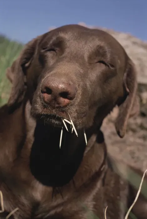 Framed Print : Chocolate labrador retriever after encounter with Porcupine, USA Framed Print : Chocolate labrador retriever after encounter with Porcupine, USA