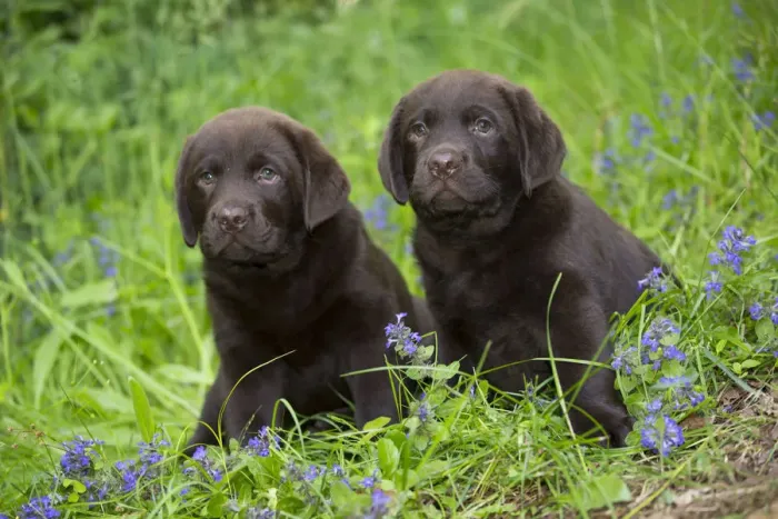 Framed Print : Chocolate labrador retriever, two puppiessitting in spring flowers. Haddam, Connecticut, USA Framed Print : Chocolate labrador retriever, two puppiessitting in spring flowers. Haddam, Connecticut, USA