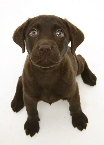 Chocolate Labrador Retriever puppy, sitting and looking up