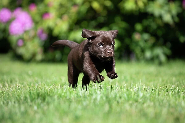 Chocolate Labrador retriever puppy running on garden lawn, Rhode Island, USA. May