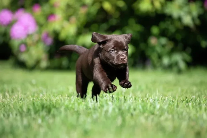 Framed Print : Chocolate Labrador retriever puppy running on garden lawn, Rhode Island, USA. May Framed Print : Chocolate Labrador retriever puppy running on garden lawn, Rhode Island, USA. May