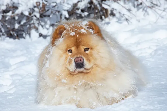 Framed Print : Chow chow lying down in winter snow, portrait, Waterford, Connecticut, USA. February Framed Print : Chow chow lying down in winter snow, portrait, Waterford, Connecticut, USA. February