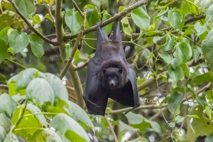 Framed Print : Christmas Island flying fox (Pteropus natalis) roosting in coastal tree, Christmas Island, Australia Framed Print : Christmas Island flying fox (Pteropus natalis) roosting in coastal tree, Christmas Island, Australia
