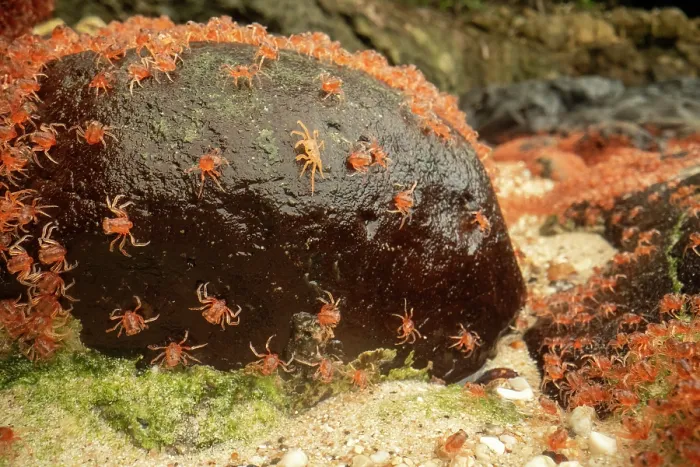 Framed Print : Christmas Island red crab (Gecarcoidea natalis) hatchlings piling up on the shores of Christmas Island, Indian Ocean Framed Print : Christmas Island red crab (Gecarcoidea natalis) hatchlings piling up on the shores of Christmas Island, Indian Ocean