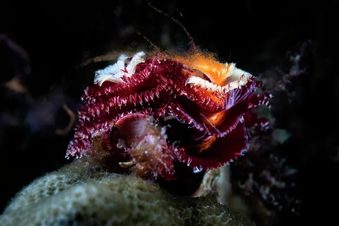 Framed Print : Christmas tree worm (Spirobranchus giganteus) female, engaged in broadcast spawning, sending a stream of orange eggs into the water Framed Print : Christmas tree worm (Spirobranchus giganteus) female, engaged in broadcast spawning, sending a stream of orange eggs into the water