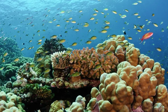 Framed Print : Chromis and Scalefin anthias (Pseudanthias squamipinnis) swimming over coral reef with stony corals, Fury Shoal, Egypt, Red Sea Framed Print : Chromis and Scalefin anthias (Pseudanthias squamipinnis) swimming over coral reef with stony corals, Fury Shoal, Egypt, Red Sea