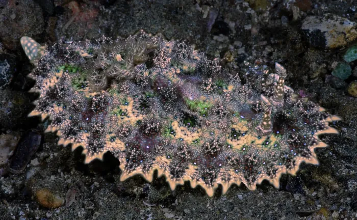Framed Print : Chromodorid nudibranch (Miamira miamirana) resting on seabed, Ambon, Indonesia, Pacific Ocean Framed Print : Chromodorid nudibranch (Miamira miamirana) resting on seabed, Ambon, Indonesia, Pacific Ocean