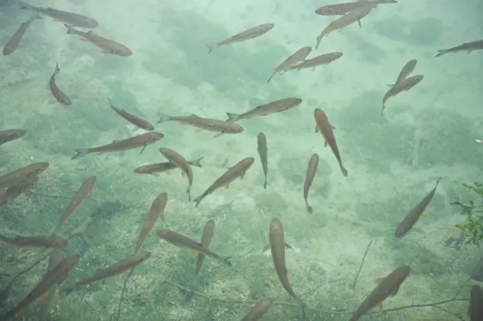 Framed Print : Chub (Leuciscus cephalus) swimming in crystal clear water, Plitvice National Park