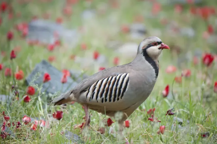 Framed Print : Chuckar partridge (Alectoris chukar) among red flowers, Pamyr, Tajikistan. April Framed Print : Chuckar partridge (Alectoris chukar) among red flowers, Pamyr, Tajikistan. April
