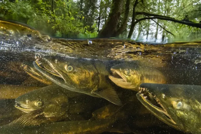 Framed Print : Chum salmon (Oncorhynchus keta) migrate up a small river near Bella Bella, British Columbia Framed Print : Chum salmon (Oncorhynchus keta) migrate up a small river near Bella Bella, British Columbia