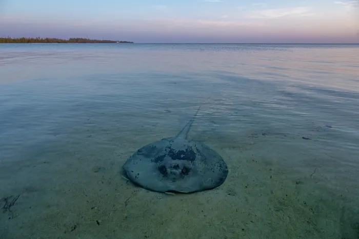 Framed Print : Chupare stingray (Styracura schmardae) resting on a sand flat in shallow water, Eleuthera, Bahamas, Caribbean Sea. Endangered