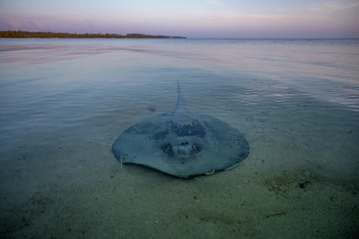 Framed Print : Chupare stingray (Styracura schmardae) resting on a sand flat in shallow water, Eleuthera, Bahamas, Caribbean Sea. Endangered Framed Print : Chupare stingray (Styracura schmardae) resting on a sand flat in shallow water, Eleuthera, Bahamas, Caribbean Sea. Endangered
