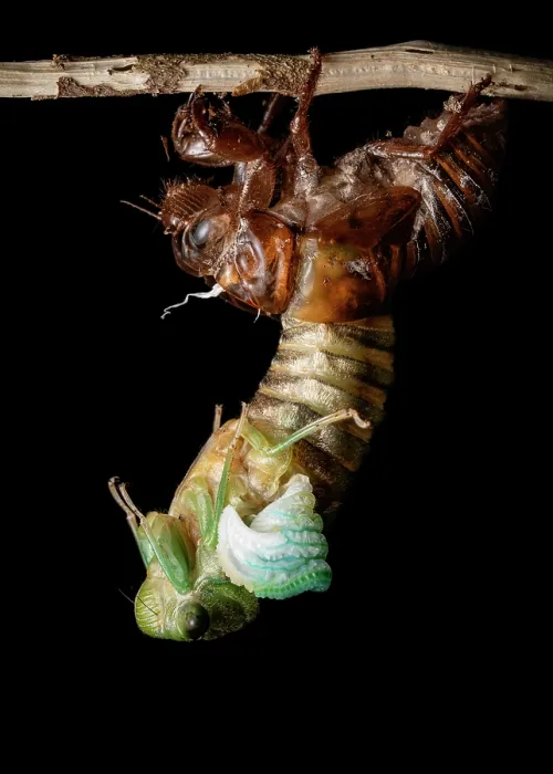 Framed Print : Cicada (Tribus Fidicinini) emerging from its old skin, moulting, Osa Peninsula, Costa Rica. Focus stacked image Framed Print : Cicada (Tribus Fidicinini) emerging from its old skin, moulting, Osa Peninsula, Costa Rica. Focus stacked image
